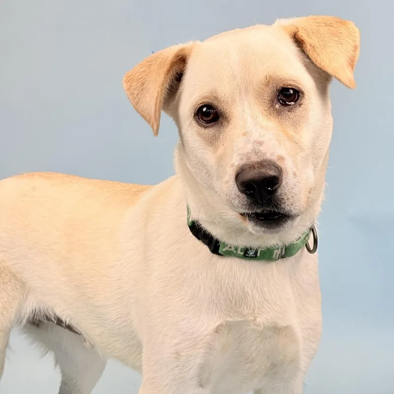 Bellagio thumbnail 2