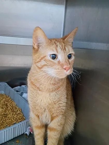 A young small-sized male Domestic Short Hair cat named Donner for adoption in Beatrice, NE