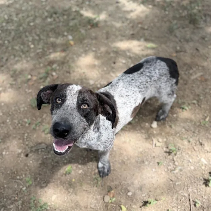 A young medium-sized male Brown / Chocolate Basset Hound dog named Clownery for adoption in Carencro, LA