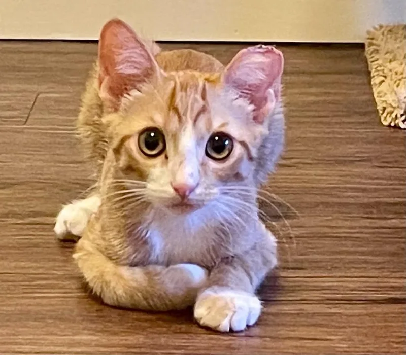 A baby medium-sized male Orange & White Domestic Short Hair cat named Moto for adoption in tucson, AZ
