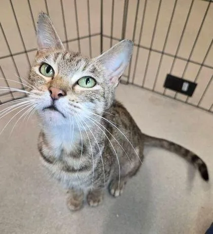An adult medium-sized female Domestic Short Hair cat named Green Cardamom for adoption in Fairfax, VA