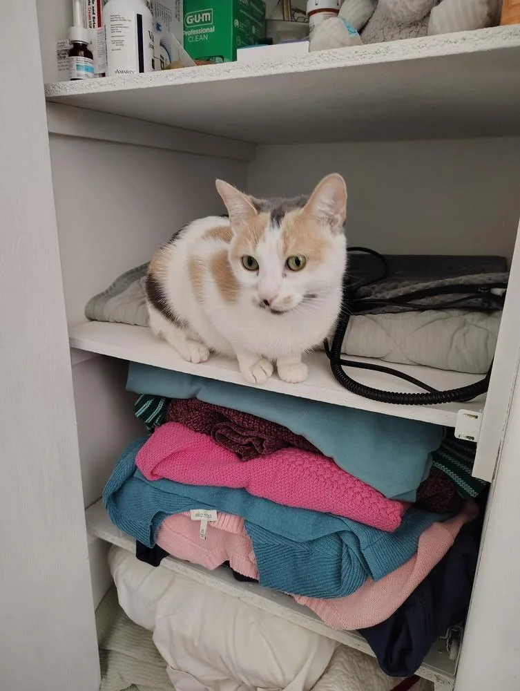 An adult medium-sized female Orange & White Domestic Short Hair cat named Love Heart for adoption in Clinton Township, MI