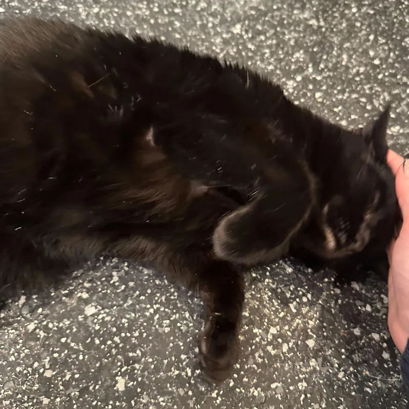 Eden & Eloise thumbnail 5