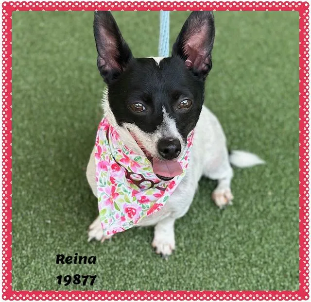 A senior small-sized female White / Cream Chihuahua dog named Reina for adoption in Marietta, GA
