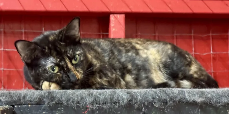 A baby medium-sized female Domestic Short Hair cat named Roo for adoption in Centerville, GA