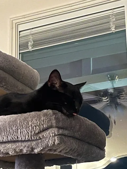 A baby medium-sized male American Shorthair cat named Jax for adoption in Fayetteville, AR