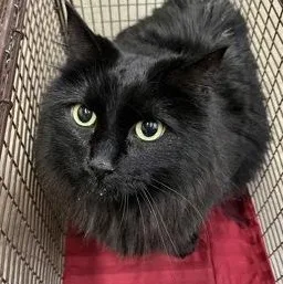 An adult medium-sized female Black Domestic Short Hair cat named Lexi for adoption in Rapid City, SD