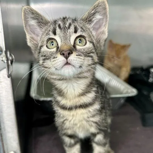 A baby small-sized male Black Domestic Short Hair cat named Paddy for adoption in Matteson, IL