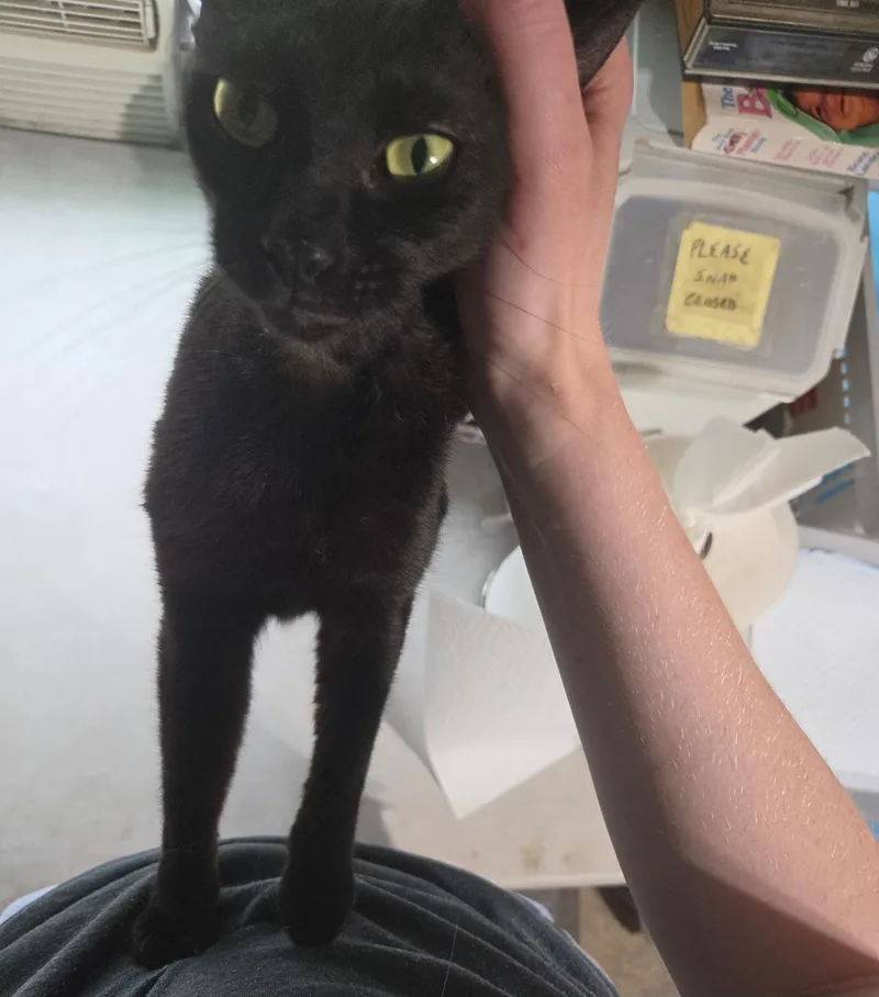 An adult medium-sized female Black Domestic Short Hair cat named Sheila Ridgewood for adoption in Philadelphia, PA