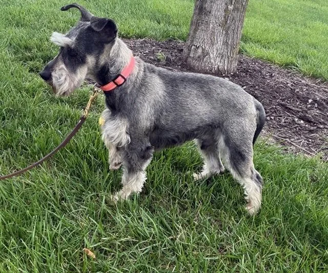 An adult small-sized male Miniature Schnauzer dog named Narwhal for adoption in Saint Louis, MO
