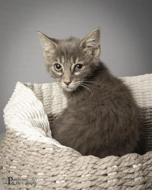 An adult medium-sized male Gray / Blue / Silver Domestic Short Hair cat named Slate for adoption in Maryville, TN