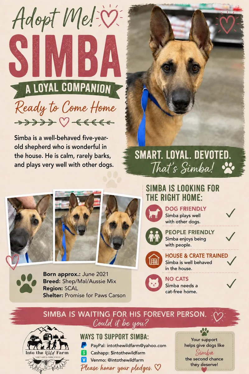An adult large-sized male Shepherd dog named Simba for adoption in Frazier Park, CA