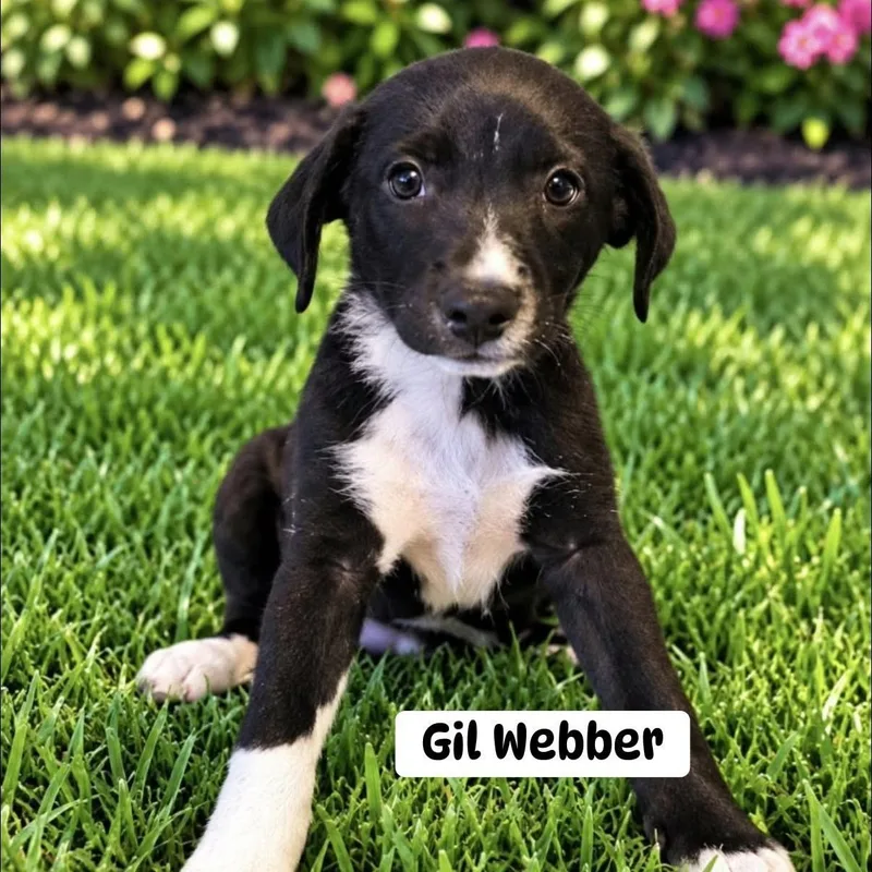 A baby medium-sized male Black Mixed Breed dog named Gil Webber for adoption in Brewton, AL