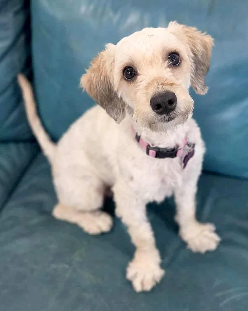 An adult small-sized female Maltese dog named Capri for adoption in Corona, CA