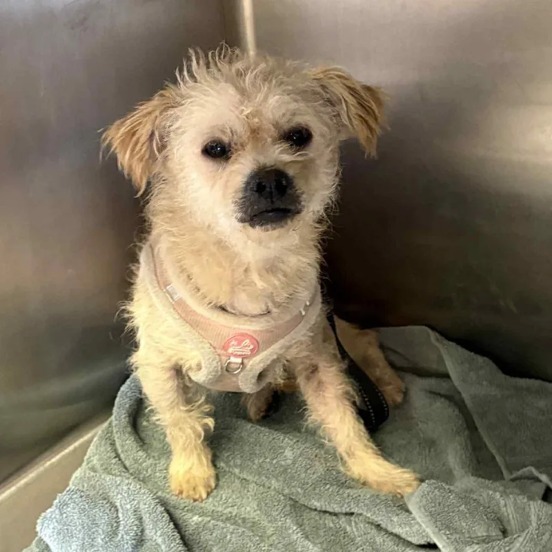 Bon Bon Power thumbnail 2