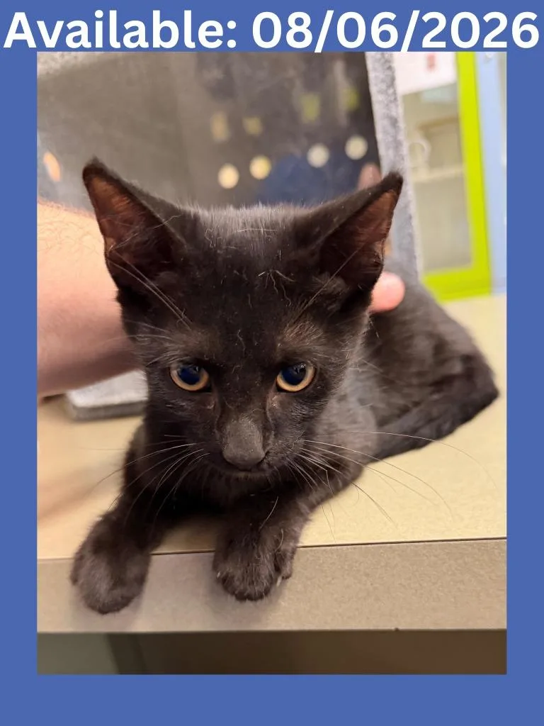 A baby medium-sized male Domestic Short Hair cat named Cat Condo Cosmo for adoption in Greenville, TX