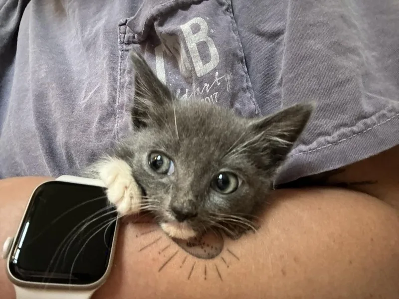 A young medium-sized male Gray & White Domestic Short Hair cat named Mantis for adoption in Stockbridge, GA