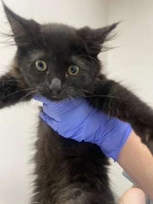A baby small-sized female Domestic Short Hair cat named Crimson for adoption in Sacramento, CA