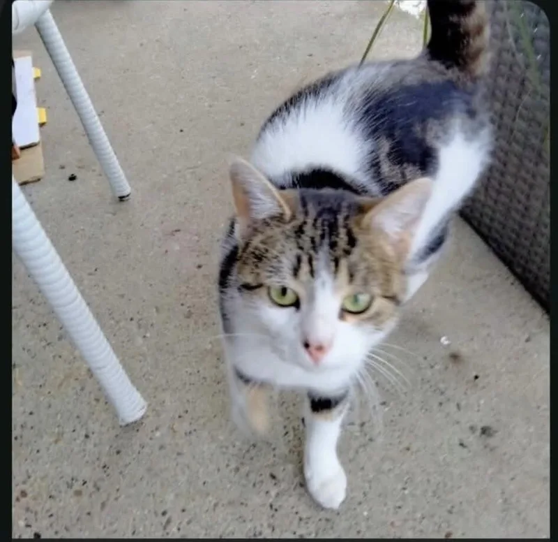 An adult medium-sized female Brown / Chocolate Domestic Short Hair cat named Shirley Temple for adoption in Grand Rapids, MI
