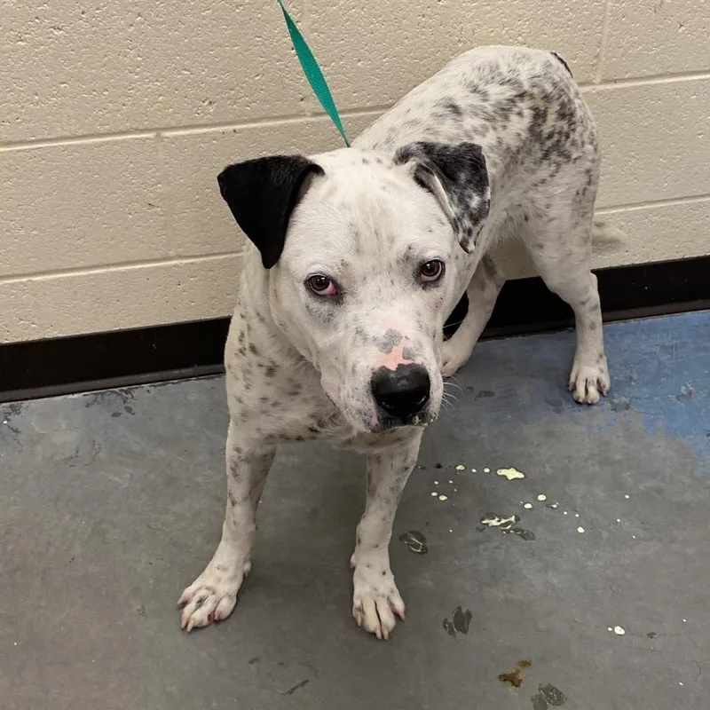 An adult large-sized male Black Mixed Breed dog named Emmett for adoption in Memphis, TN