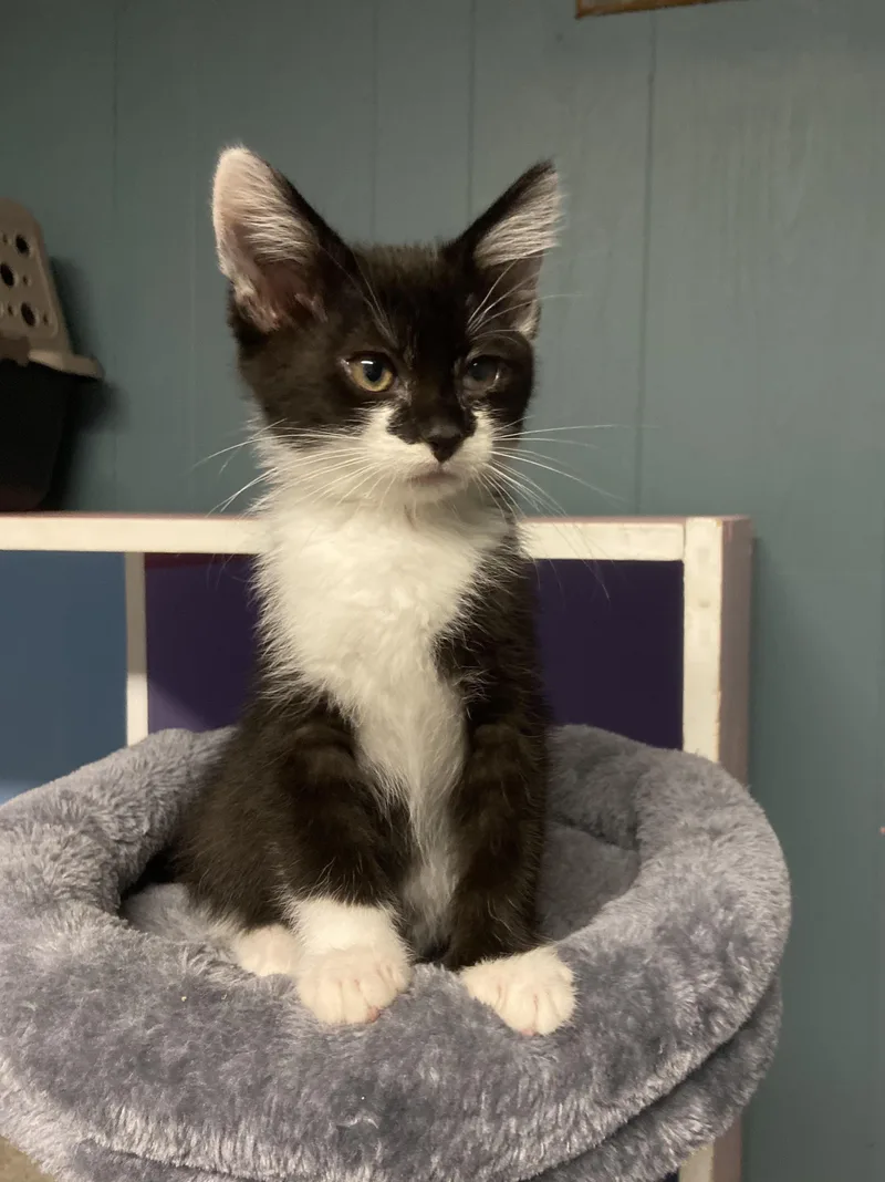 A baby medium-sized male Black & White / Tuxedo Domestic Short Hair cat named Rocket for adoption in Toledo, OH