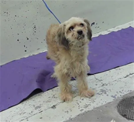 An adult small-sized male Cocker Spaniel dog named Collyns for adoption in Houston, TX