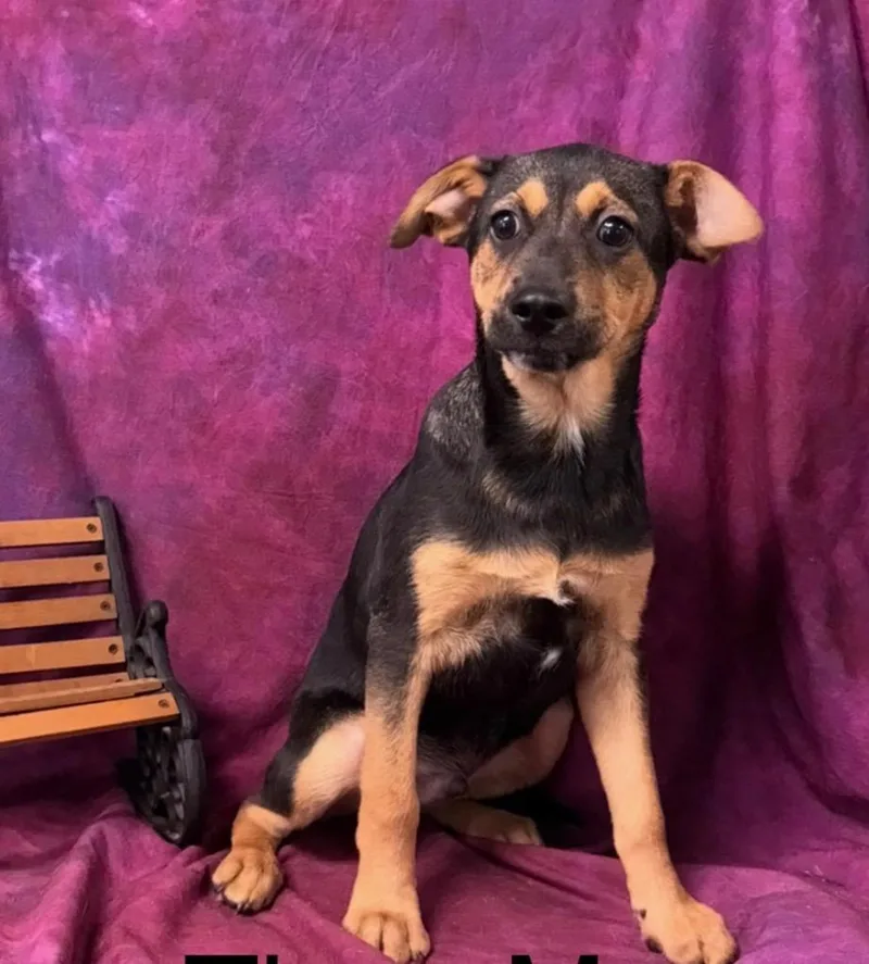 A baby extra large-sized male Shepherd dog named Thor for adoption in North Syracuse, NY