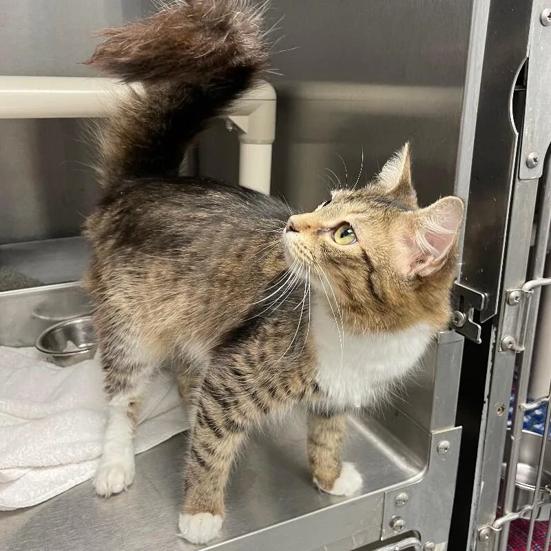An adult medium-sized female Domestic Medium Hair cat named Starburst for adoption in Roanoke, VA