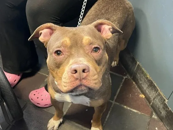 A young medium-sized female Mixed Breed dog named Belle for adoption in New York, NY