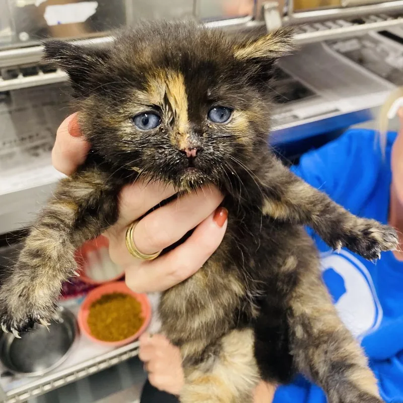 A baby small-sized female Tortoiseshell Domestic Short Hair cat named Maribel for adoption in Mount Vernon, IN