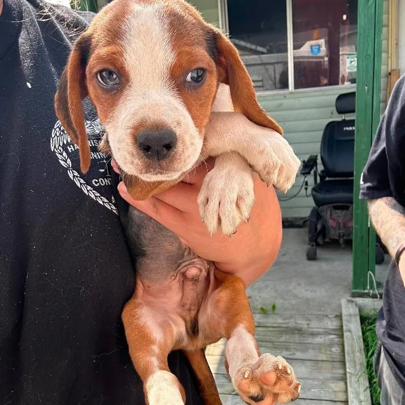 A baby small-sized male Brown / Chocolate Beagle dog named Jasper for adoption in Shinnston, WV