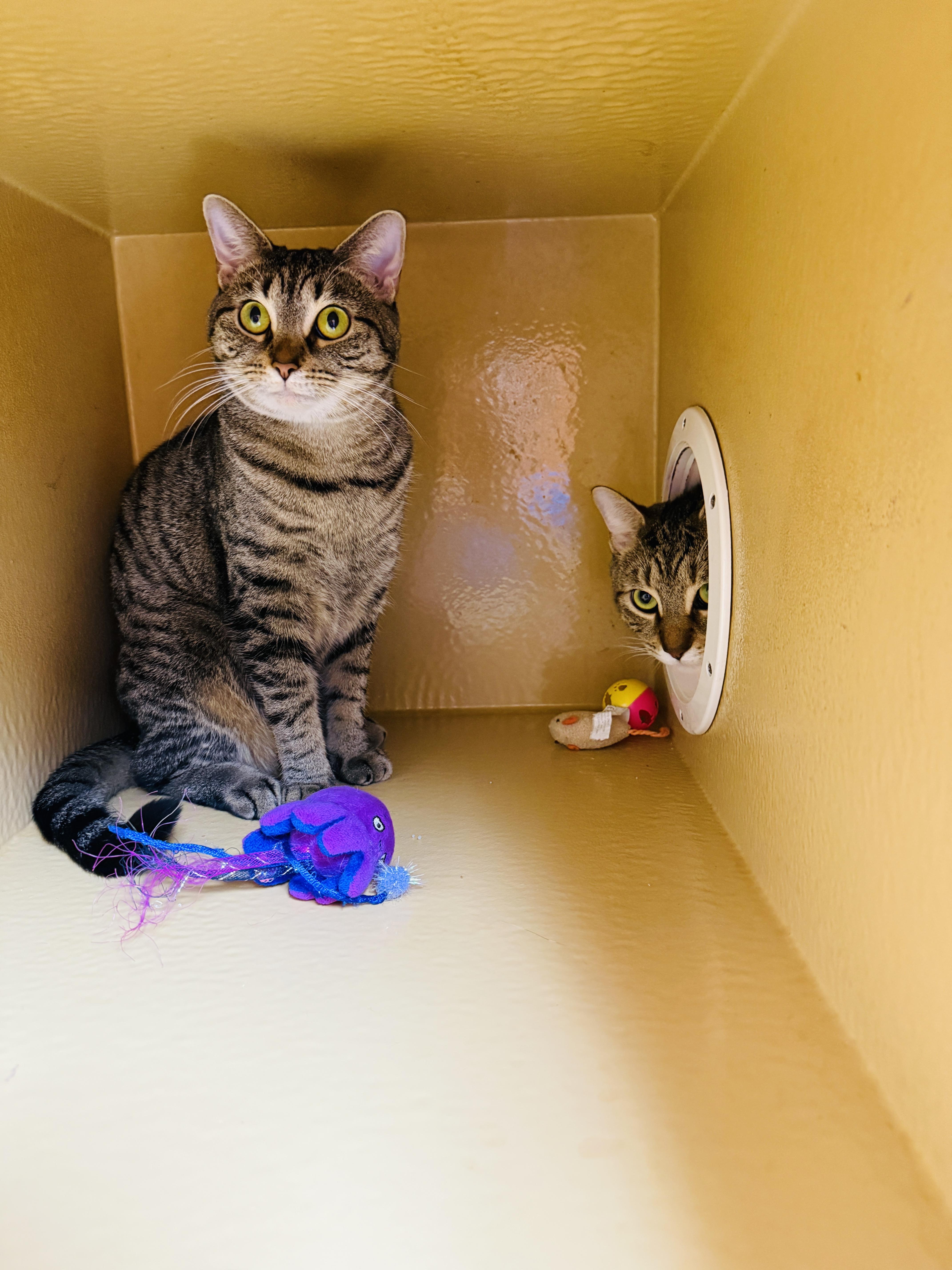 Estephania thumbnail 2