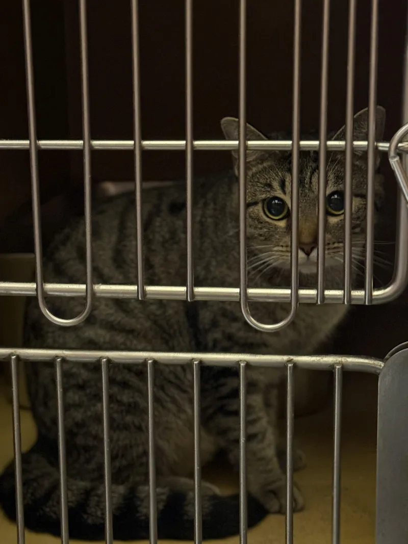 Estephania thumbnail 3