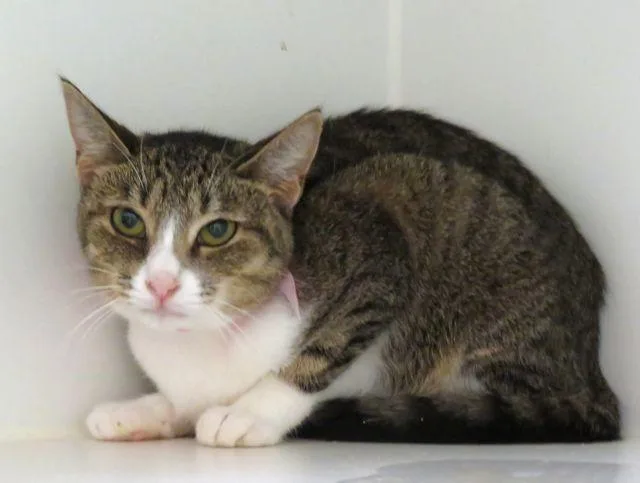 A baby medium-sized male Domestic Short Hair cat named Birdy for adoption in Oklahoma City, OK