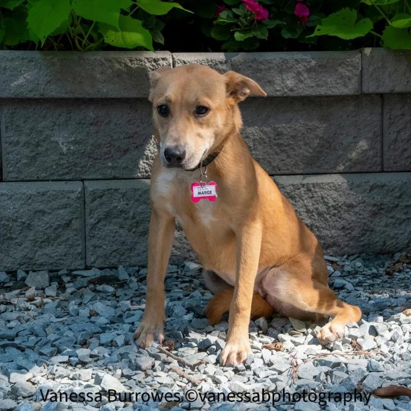 A young medium-sized female Yellow / Tan / Blond / Fawn Labrador Retriever dog named Marge for adoption in Wake Forest, NC