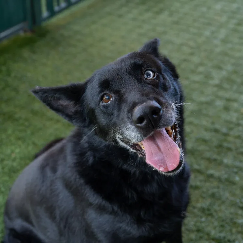A senior large-sized female Black German Shepherd Dog named Calliope for adoption in Long Beach, CA