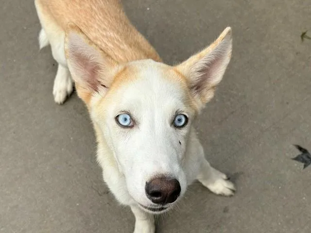 A young medium-sized male Siberian Husky dog named Coffee Creamer for adoption in Tulsa, OK