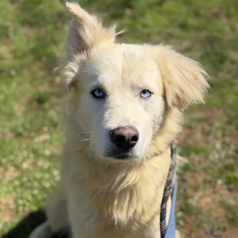 An adult medium-sized male Yellow / Tan / Blond / Fawn Golden Retriever dog named Bentley for adoption in Phoenixville, PA