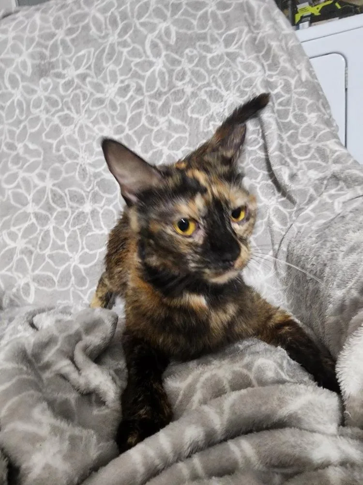 An adult small-sized female Domestic Short Hair cat named Piper for adoption in Hudson, NH