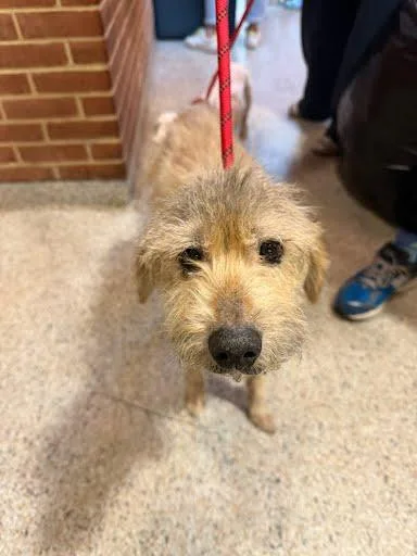An adult medium-sized male Terrier dog named Benji for adoption in Washington, DC