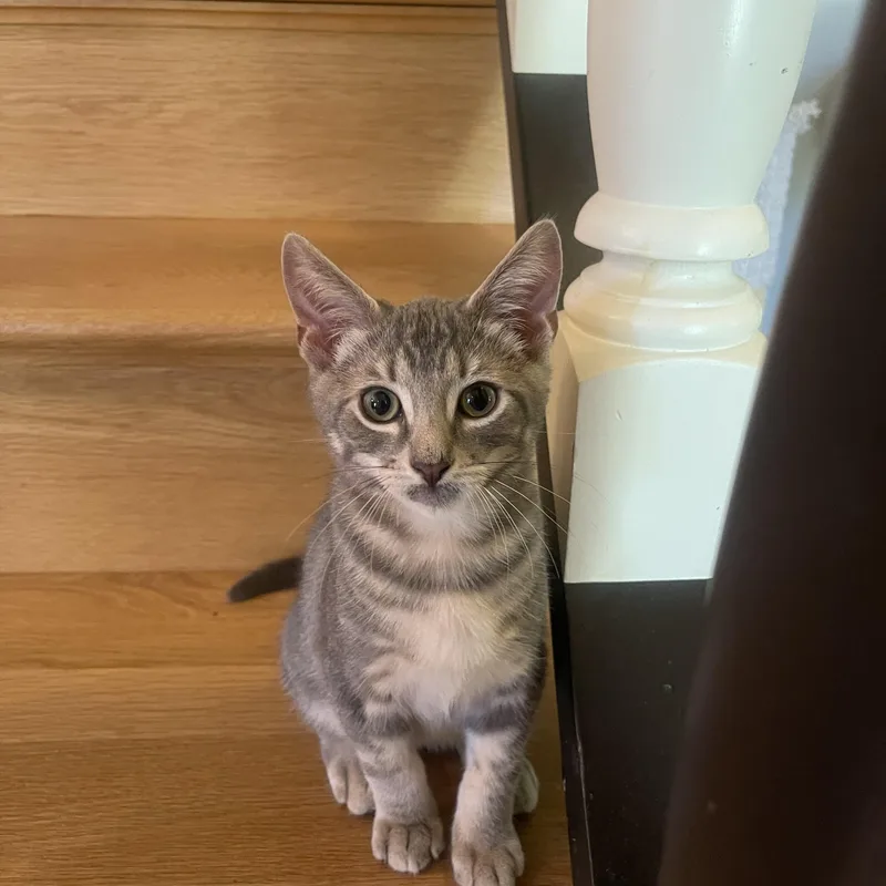 A baby medium-sized male Tabby (Gray / Blue / Silver) Domestic Short Hair cat named Otis D for adoption in Fresno, CA