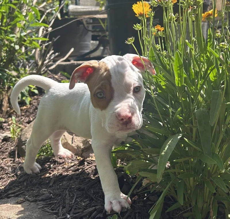 A baby medium-sized male Tricolor (Brown, Black, & White) Pit Bull Terrier dog named Superfly for adoption in Pottstown, PA
