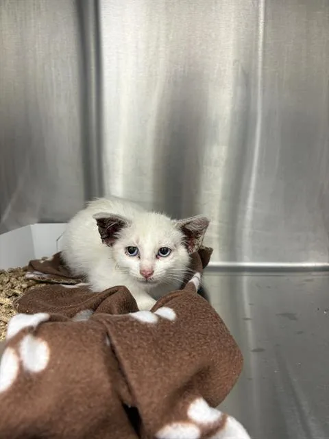 A baby small-sized female Domestic Short Hair cat named Strawberry Shortcake for adoption in Indianapolis, IN