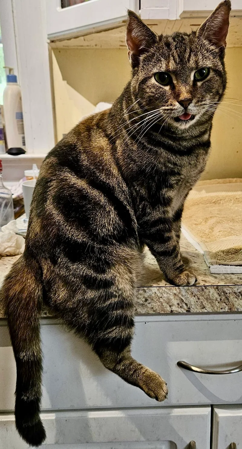 Grizabella thumbnail 2