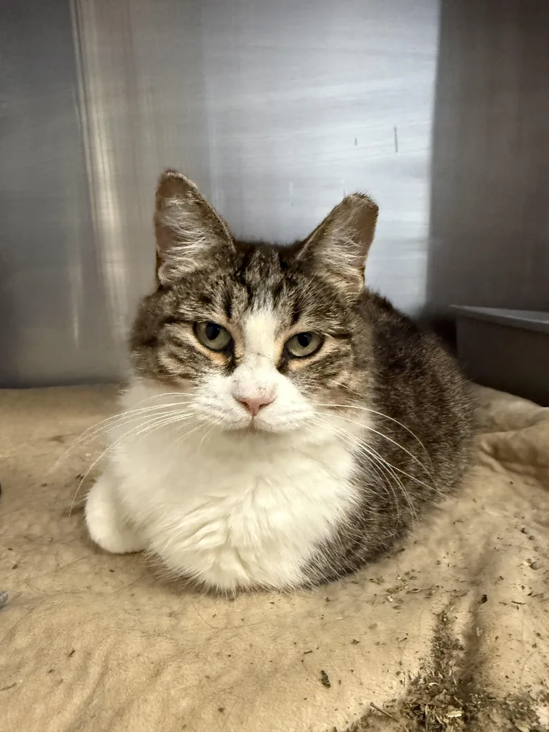 An adult medium-sized female Domestic Short Hair cat named Ghost for adoption in Grand Rapids, MI