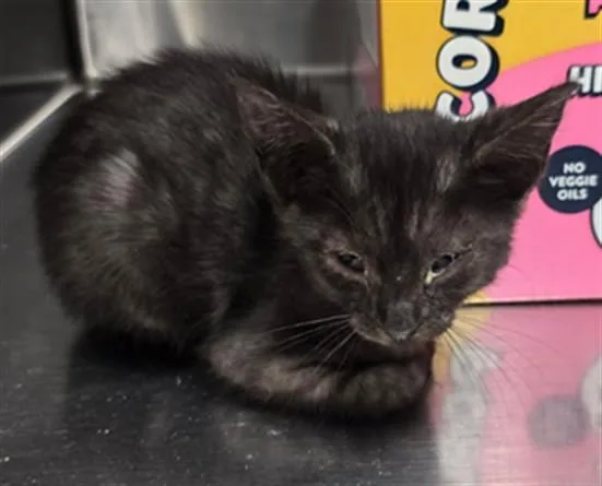 A baby small-sized female Domestic Short Hair cat named Mistique for adoption in Thousand Palms, CA