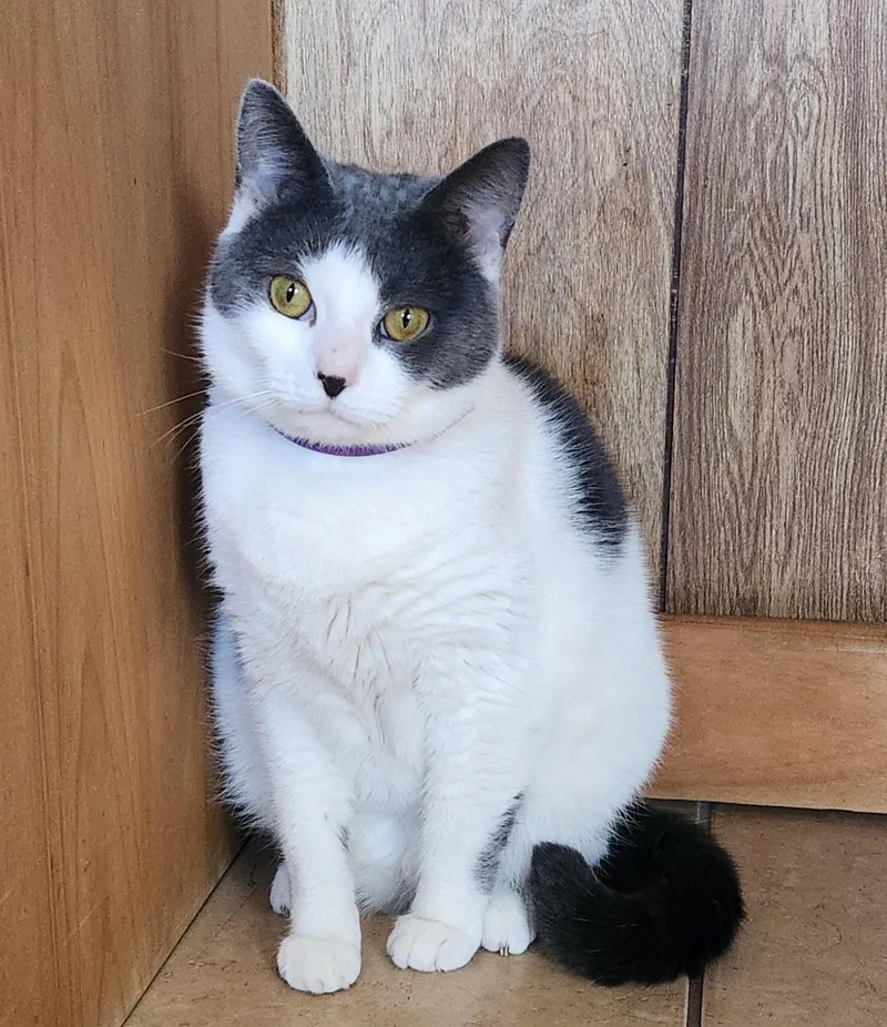 An adult medium-sized female Gray & White Domestic Short Hair cat named Lola Mona for adoption in Linden, NJ