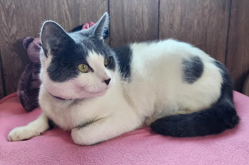 Lola Mona thumbnail 4