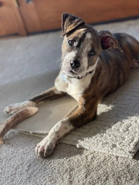 A baby medium-sized female Tricolor (Brown, Black, & White) Mixed Breed dog named Ursula for adoption in Clinton Township, MI