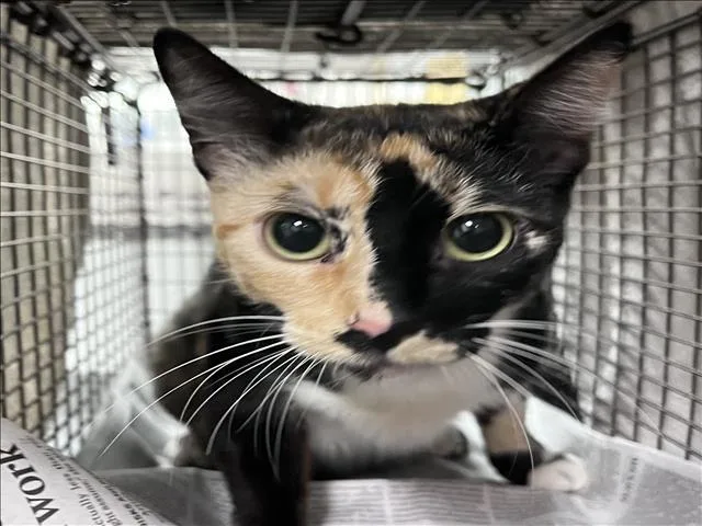 A young medium-sized female Domestic Short Hair cat named Laila for adoption in Los Angeles, CA